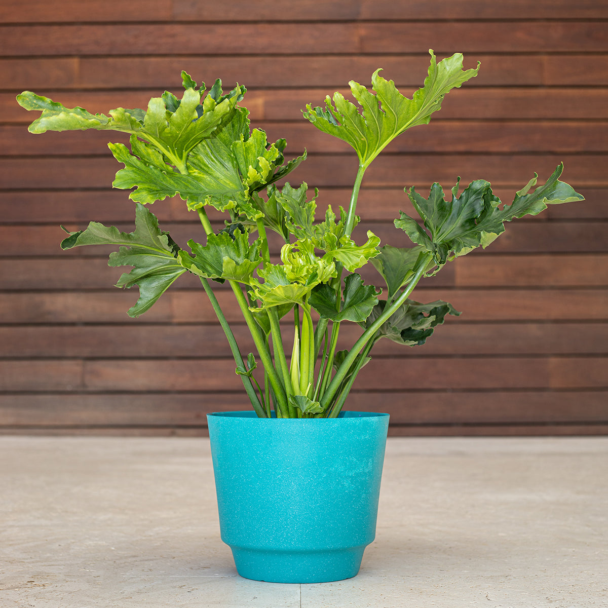 philodendron of hope Philodendron Hope (Selloum) – Blooming Zone