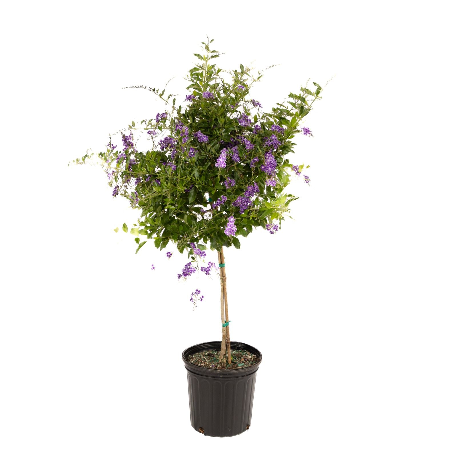 duranta plant in pot Duranta Saphire Purple – Blooming Zone