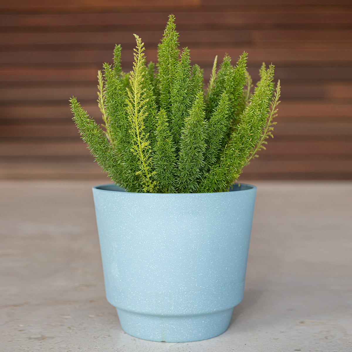 Foxtail Fern (Asparagus densiflorus ‘Myersii’)