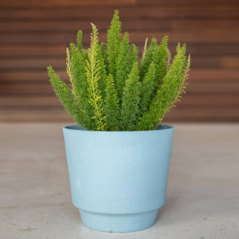Foxtail Fern (Asparagus densiflorus ‘Myersii’)