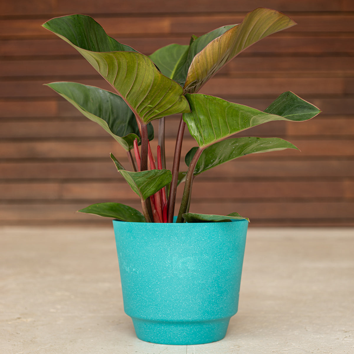 Red Congo Philodendron