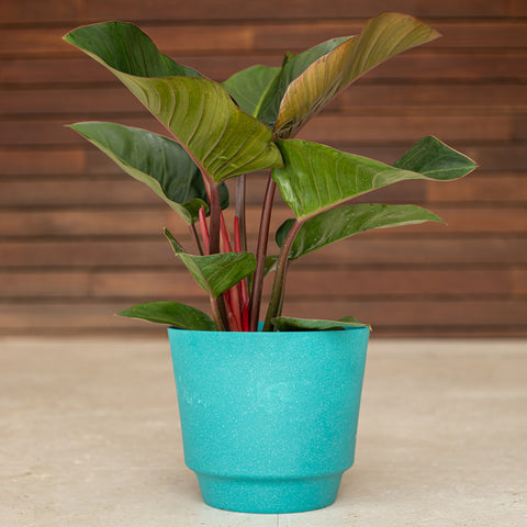 Red Congo Philodendron