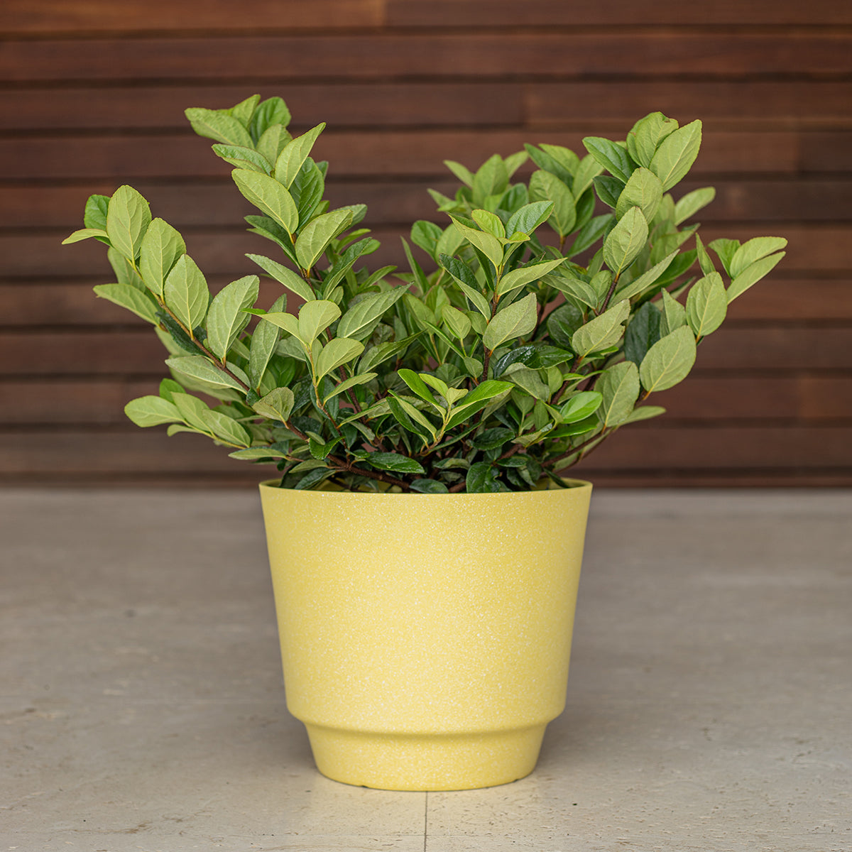 Viburnum suspensum (Sandankwa Viburnum)