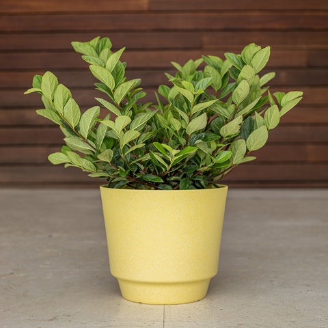 Viburnum suspensum (Sandankwa Viburnum)