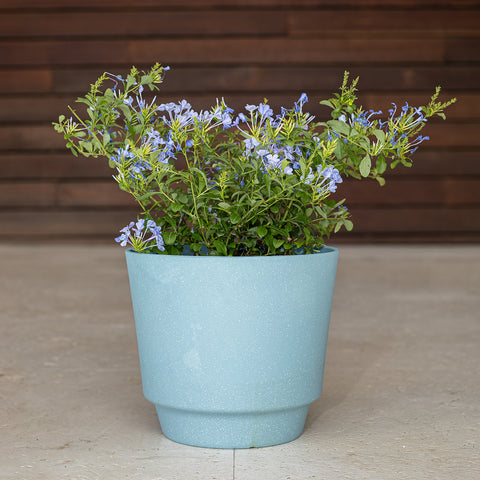 Plumbago (Cape Leadwort)