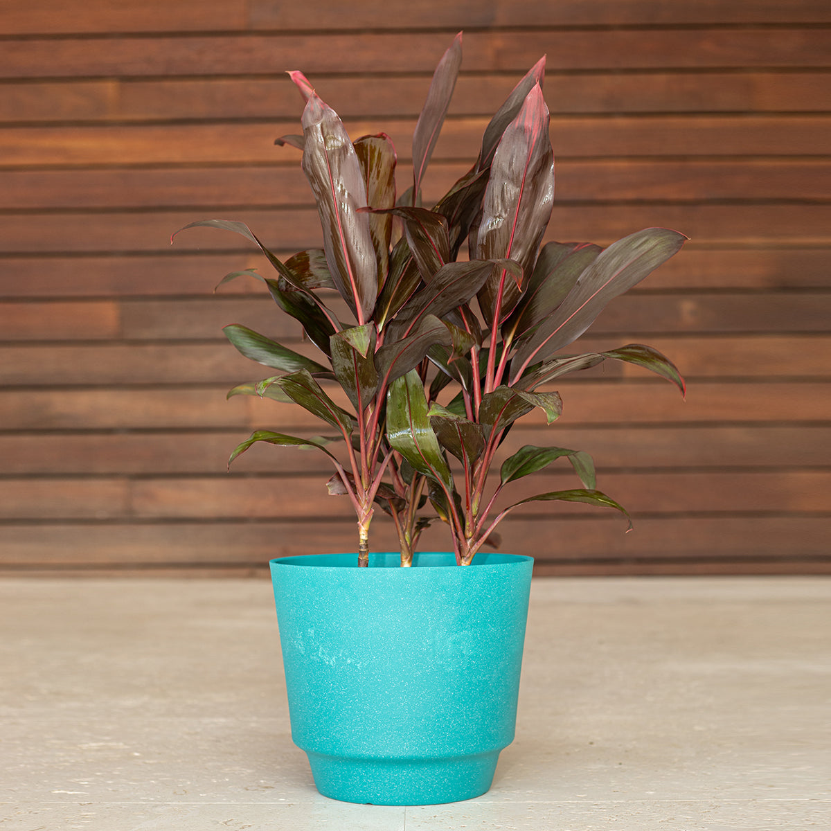 Red Sister (Cordyline fruticosa)