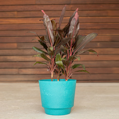 Red Sister (Cordyline fruticosa)
