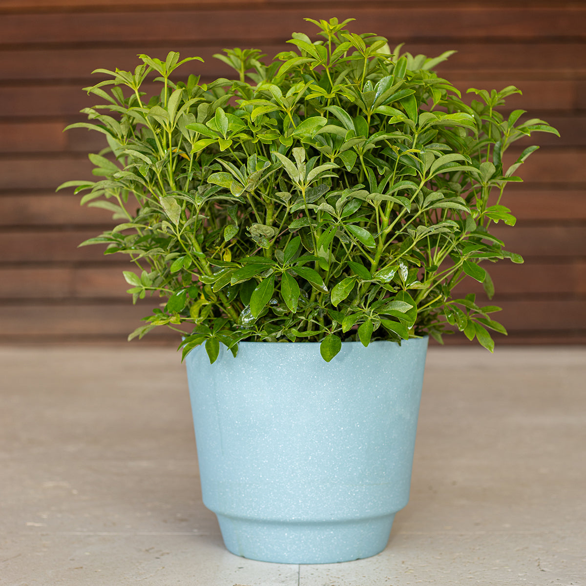 Green Arboricola (Schefflera arboricola)