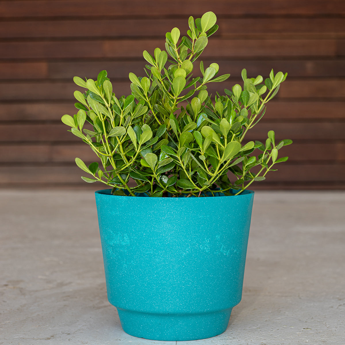 Claudia Nana (Cordyline)