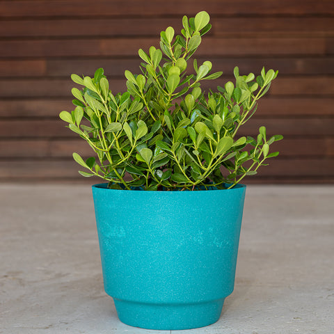 Claudia Nana (Cordyline)