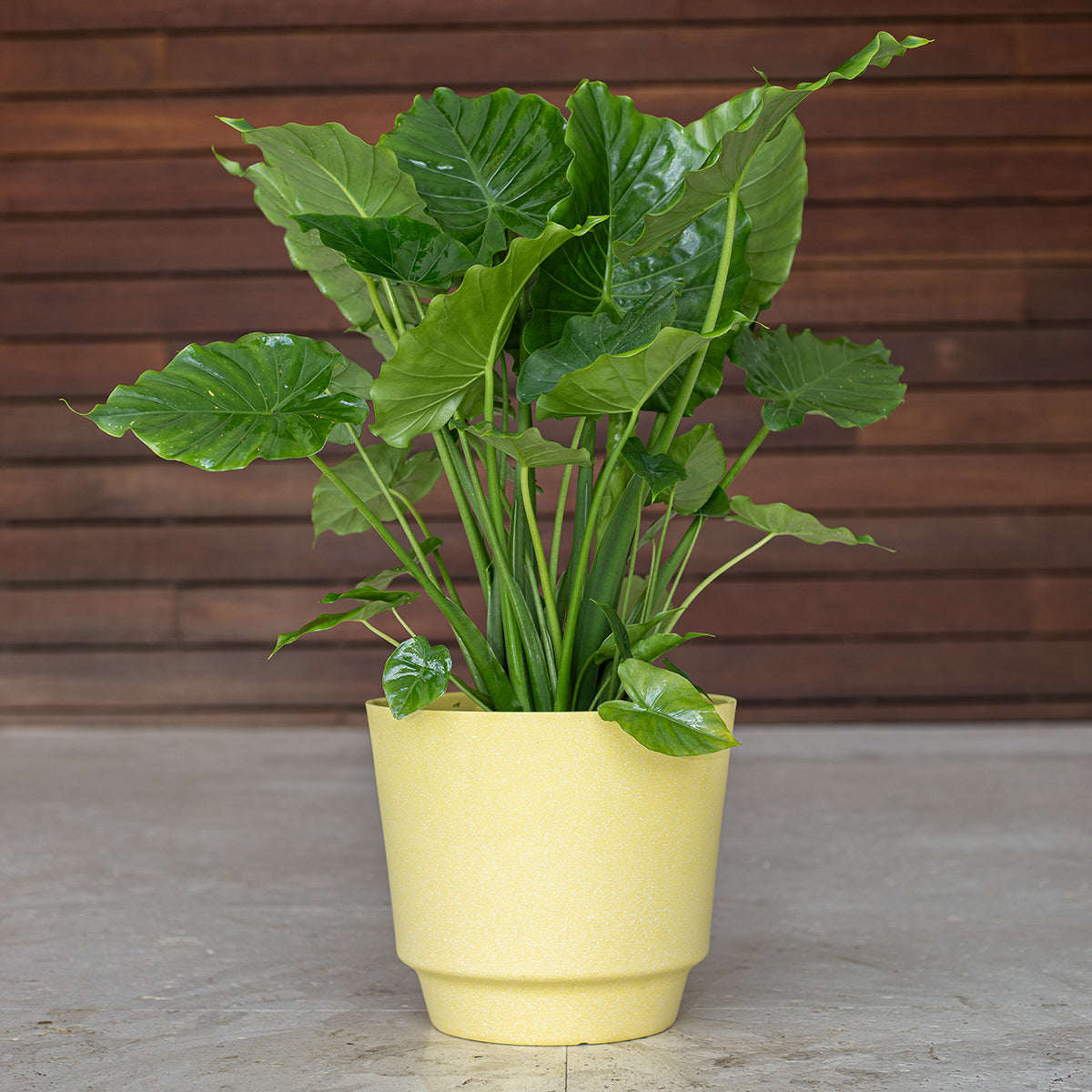 Alocasia ‘California’