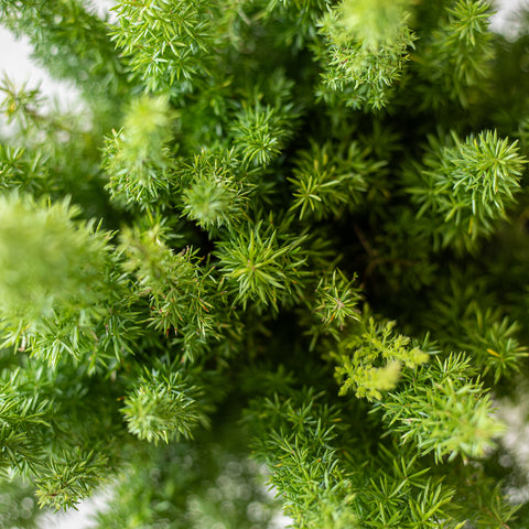 Foxtail Fern (Asparagus densiflorus ‘Myersii’)