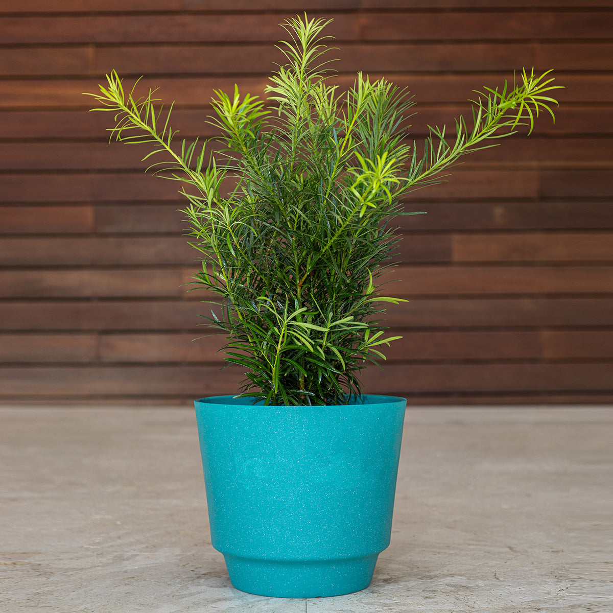 Podocarpus (Japanese Yew)