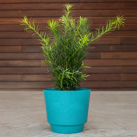 Podocarpus (Japanese Yew)