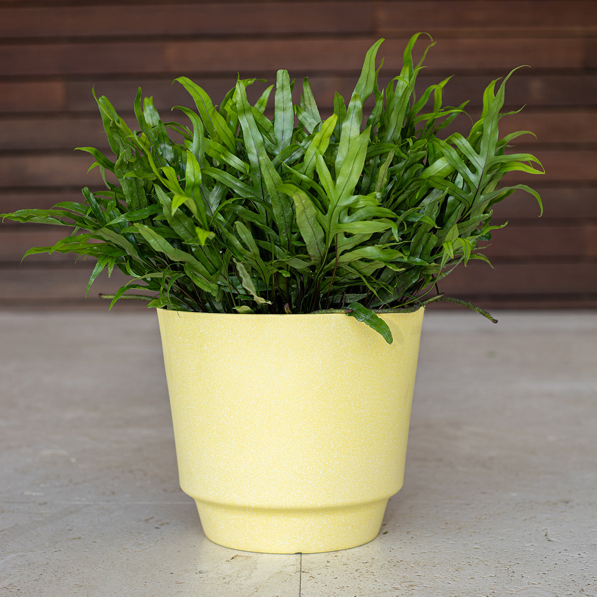 Wart Fern (Microsorum scolopendria)