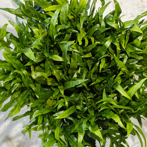 Wart Fern (Microsorum scolopendria)