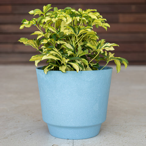 Trinette (Variegated Schefflera)