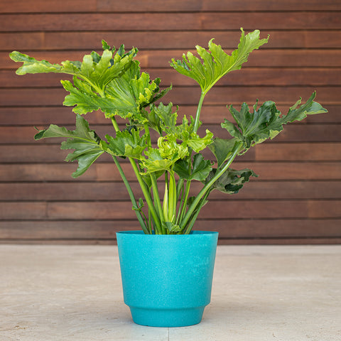 large philodendron hope Philodendron Hope (Selloum) – Blooming Zone