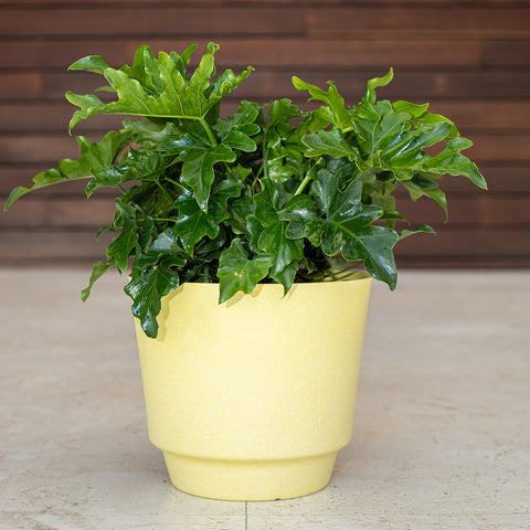 Regular Selloum (Tree Philodendron)