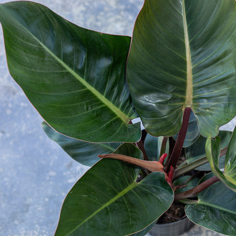 Red Congo Philodendron