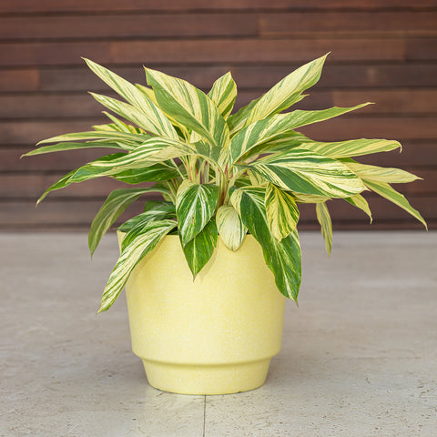 Variegated Ginger