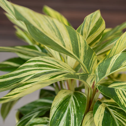Variegated Ginger