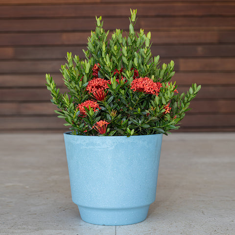 Ixora Taiwanese Red