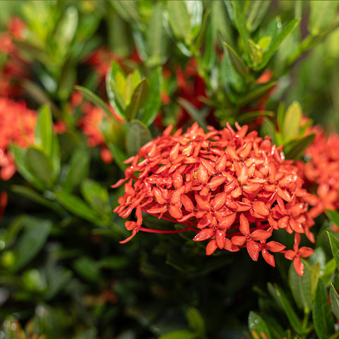 Ixora Taiwanese Red