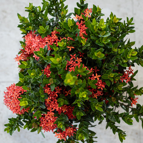 Ixora Taiwanese Red