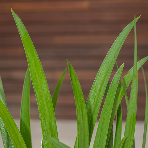 Regina Iris (African Iris)