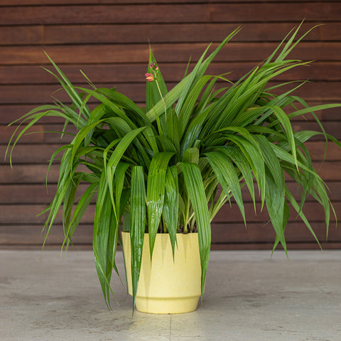 Ground Orchid (Spathoglottis plicata)