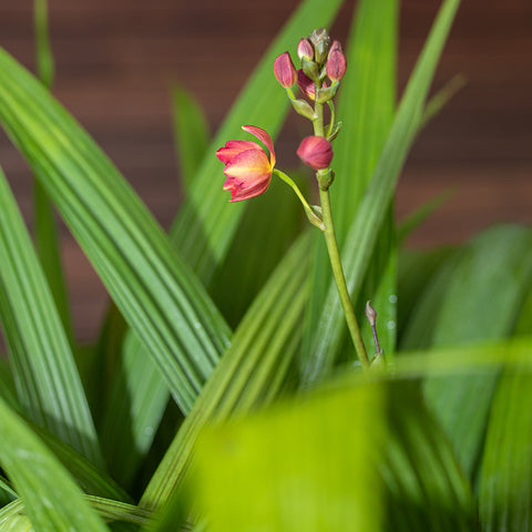 Ground Orchid (Spathoglottis plicata)
