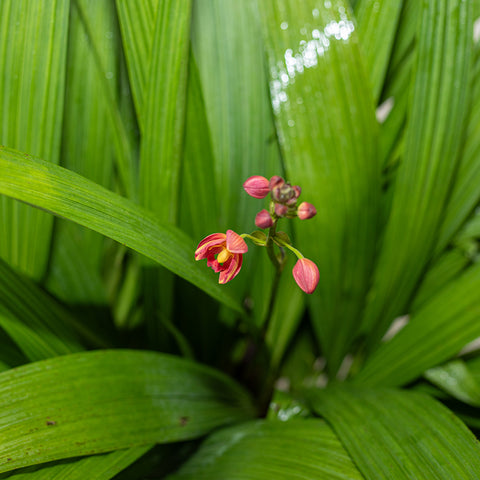 Ground Orchid (Spathoglottis plicata)
