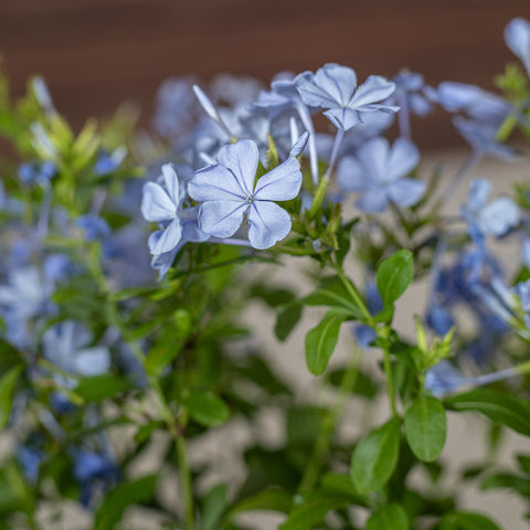 Plumbago (Cape Leadwort)