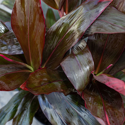 Red Sister (Cordyline fruticosa)