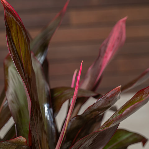 Red Sister (Cordyline fruticosa)