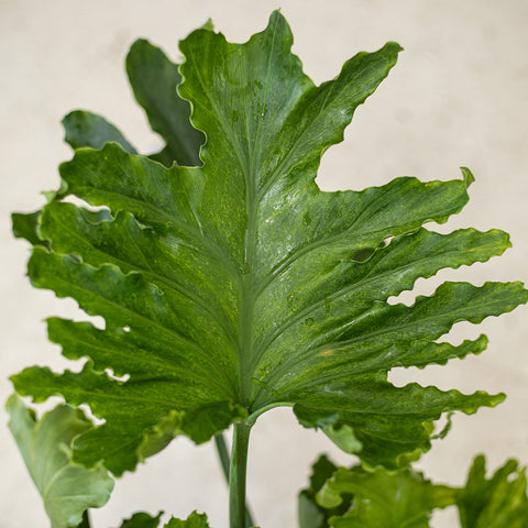 Philodendron Hope (Selloum)