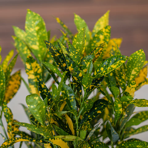 Croton Gold Dust