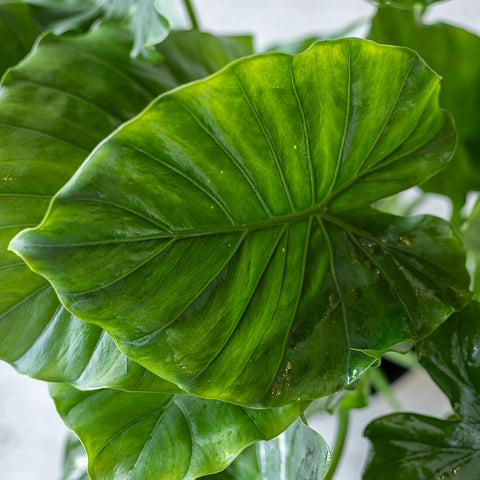 Alocasia ‘California’