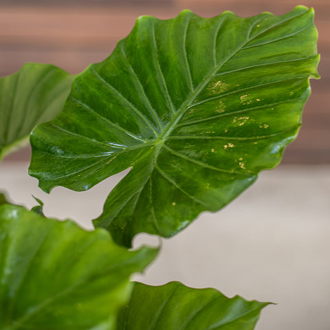 Alocasia ‘California’
