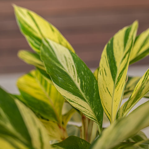 Variegated Ginger