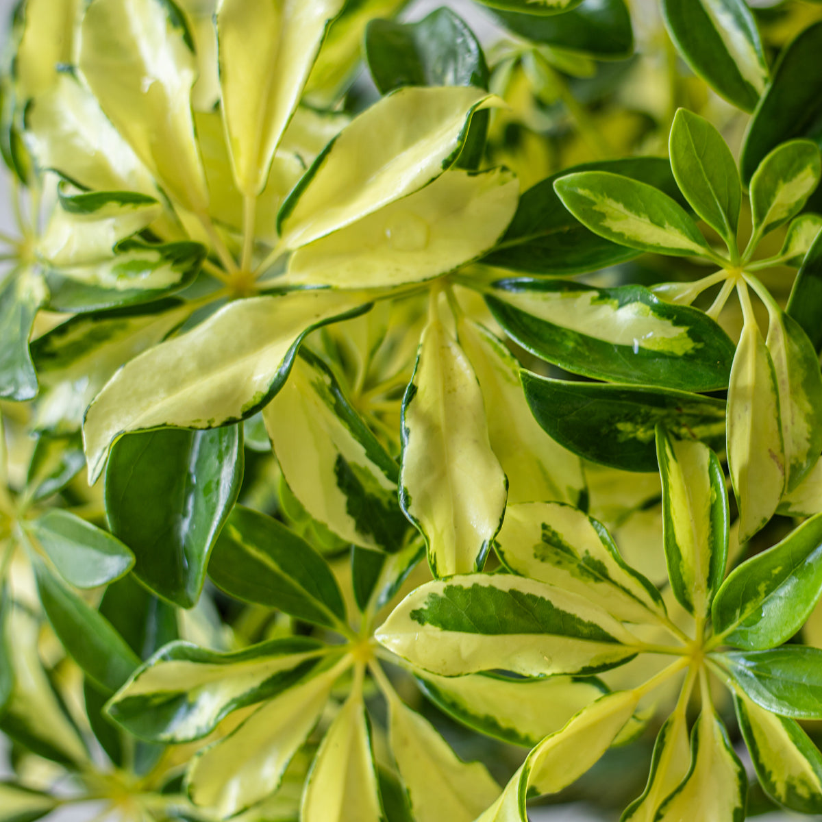 schefflera arboricola trinette bush Trinette (Variegated Schefflera) – Blooming Zone