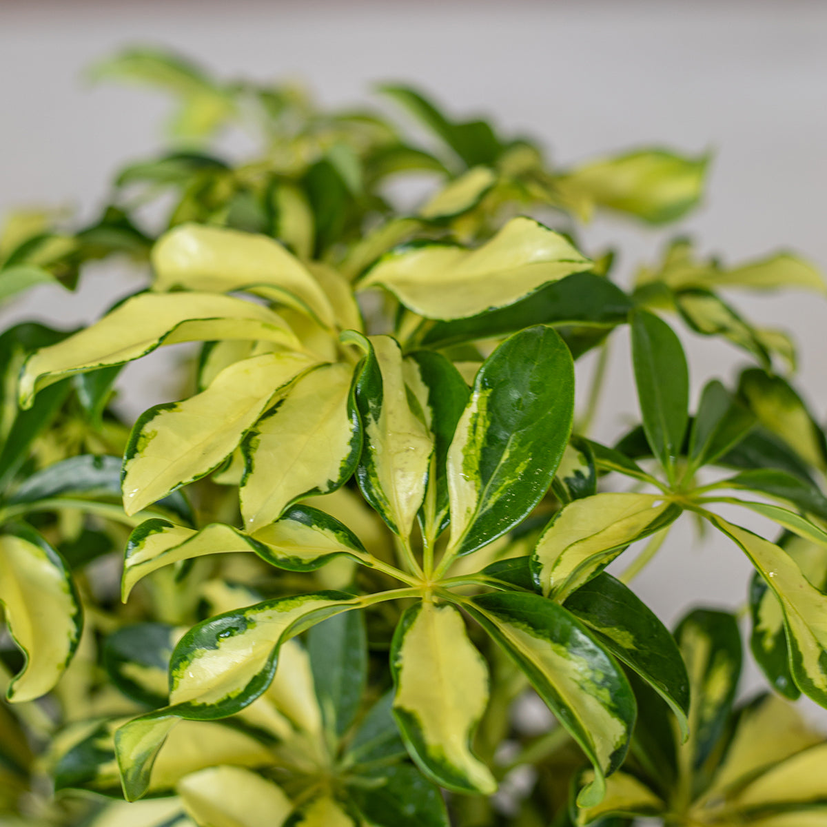 schefflera arboricola trinette bush Trinette (Variegated Schefflera) – Blooming Zone