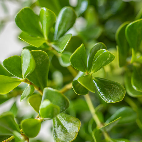 Claudia Nana (Cordyline)