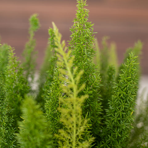 Foxtail Fern (Asparagus densiflorus ‘Myersii’)