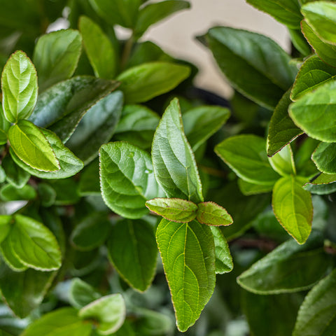 Viburnum suspensum (Sandankwa Viburnum)