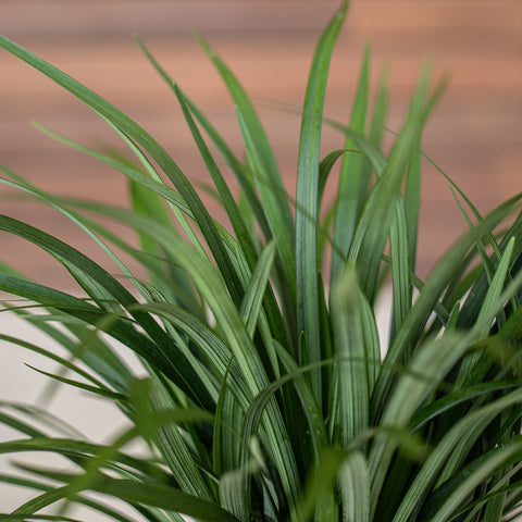 Liriope (Monkey Grass)