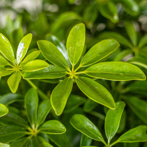 Green Arboricola (Schefflera arboricola)