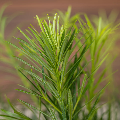 Podocarpus (Japanese Yew)