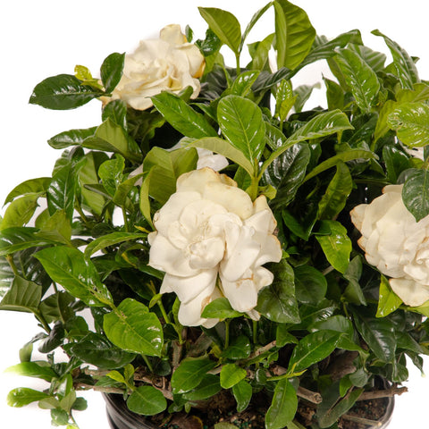 Gardenia Bush Aimee